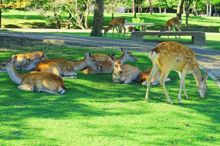大阪から鹿公園と奈良・宇治日帰り旅行
