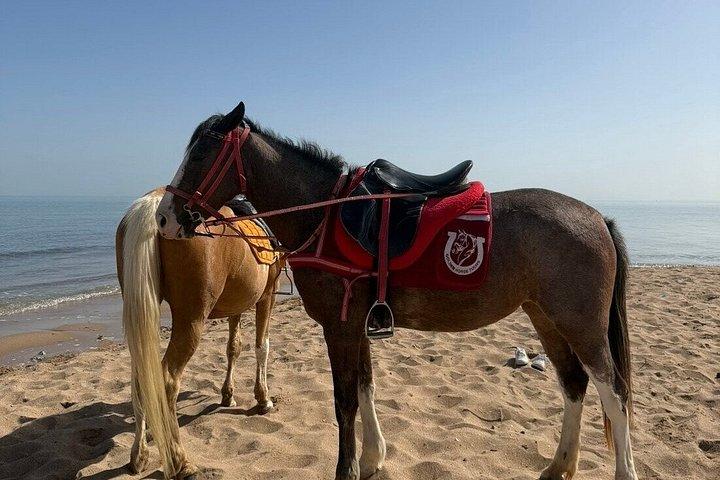 乗馬＆キャメルビーチ,砂漠,スイム,サンライズ＆サンセット-フルガダ