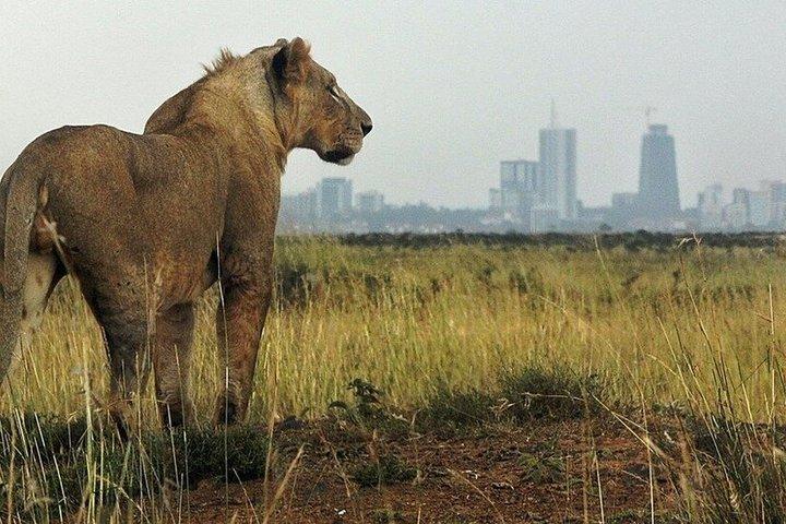 Tour guidato di mezza giornata nel Parco Nazionale di Nairobi con un 4WD