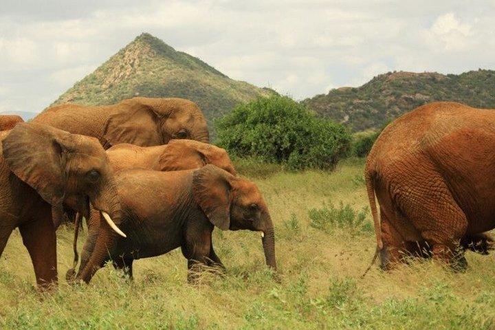 3 dages safari-eventyr til Samburu National Reserve