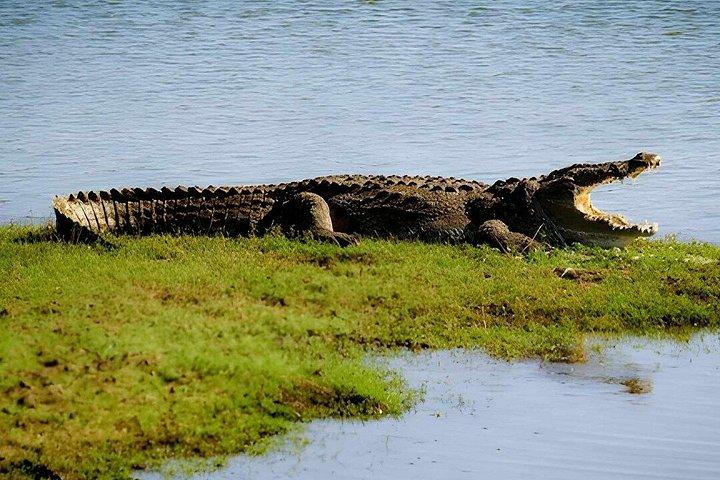 エラからヒリケティヤへのプライベートツアー(ウダワラウェサファリ付き)