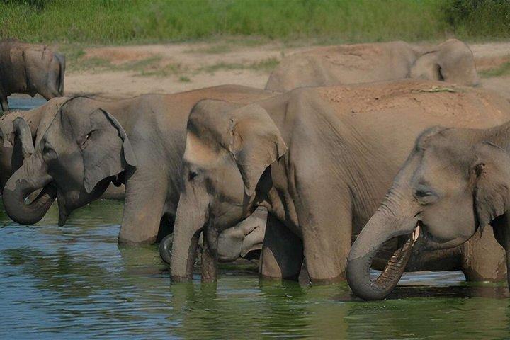 Private Tour from Ella to Hiriketiya with Udawalawe Safari