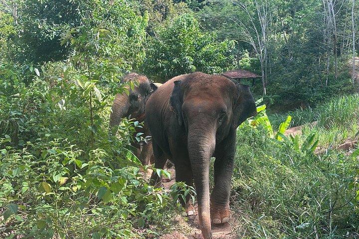 Phuket Elephant Premium Insight and Canopy Walk