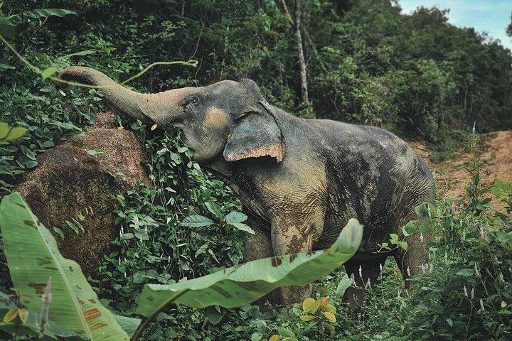 Phuket Elephant Premium Insight and Canopy Walk