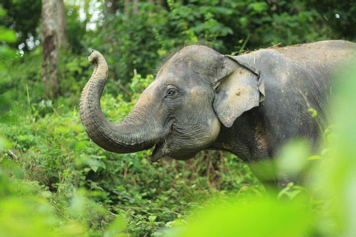 Phuket Elephant Premium Insight and Canopy Walk
