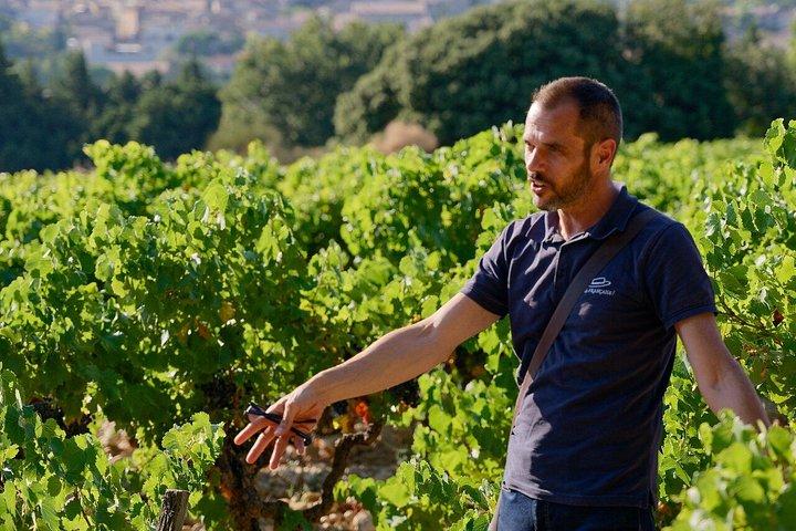 Bandol & Cassis Wine Tour From Aix en Provence