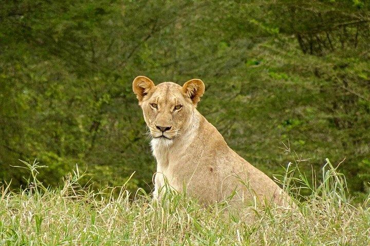 サンブル、ナクル湖、マサイマラへの 6 日間のサファリ