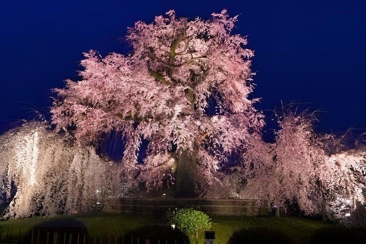 京都祇園芸者街＆隠れ家散策ツアー