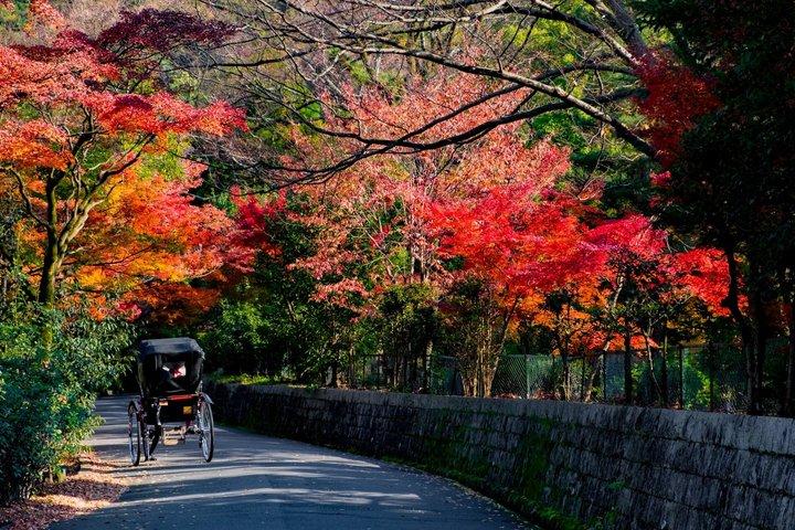 京都祇園芸者街＆隠れ家散策ツアー