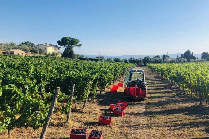 Vineyard Picnic em uma vinícola familiar perto de Orvieto