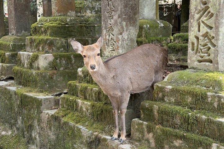 Nara Private Car Tour - Deer, Grande Buda e Uji opcional