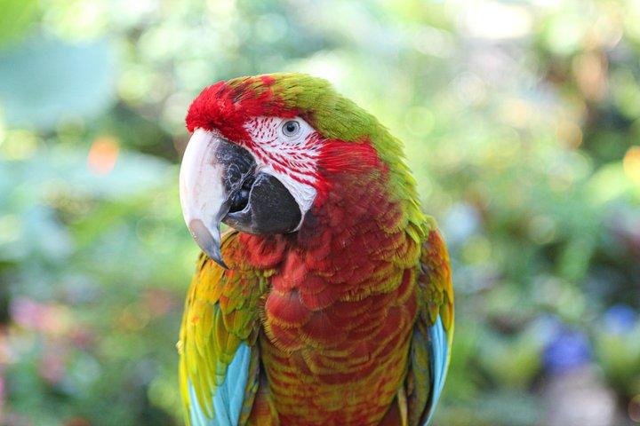 Bloedel Conservatory Adgangsbillet
