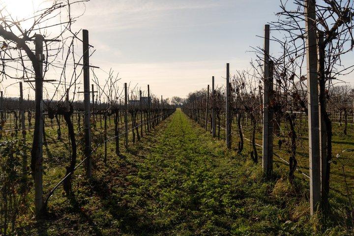 Exclusieve Prosecco Tour vanuit Venetië met privéchauffeur