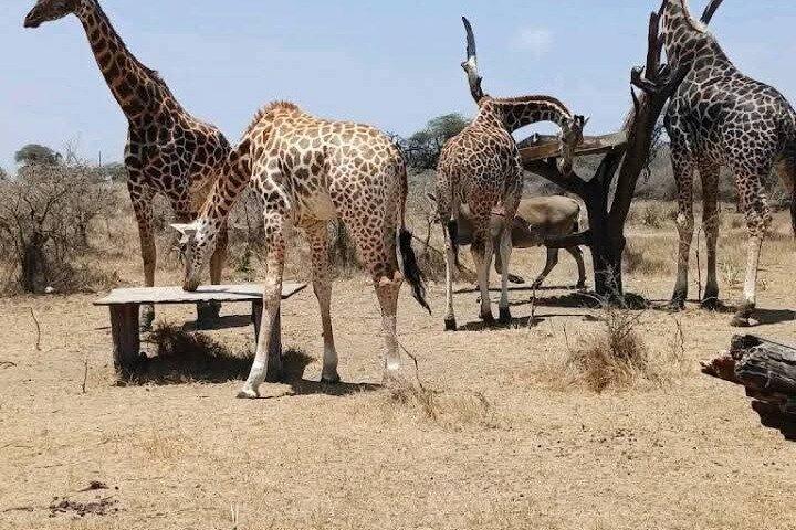 モンバサ:ングニ野生動物散歩&ミジケンダビレッジ体験
