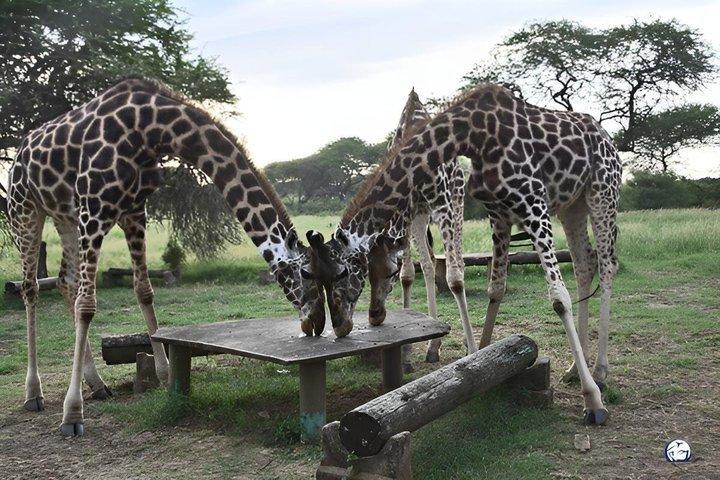モンバサ:ングニ野生動物散歩&ミジケンダビレッジ体験