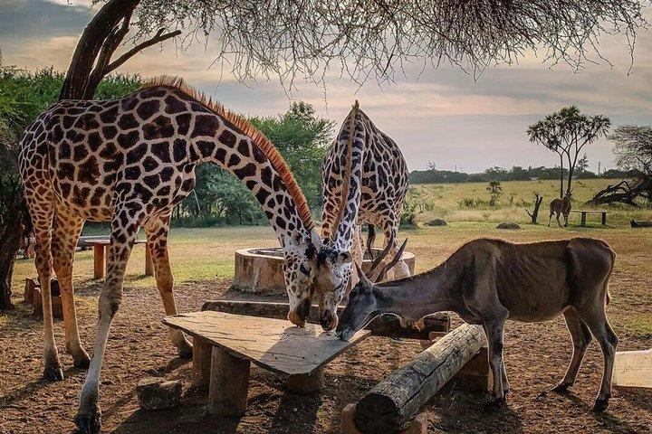 モンバサ:ングニ野生動物散歩&ミジケンダビレッジ体験