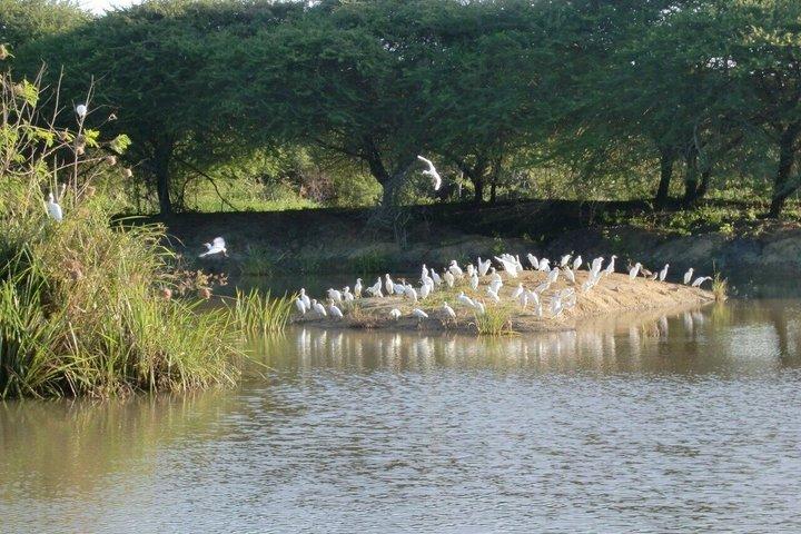 モンバサ:ングニ野生動物散歩&ミジケンダビレッジ体験