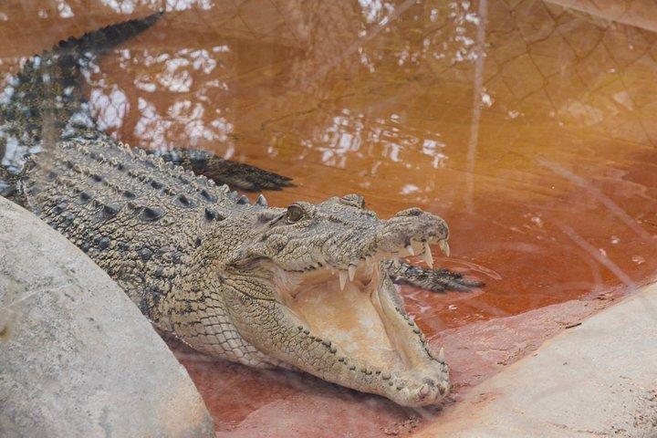 Everglades vanuit Miami : Airboat, Alligators & Farm – Kleine groep
