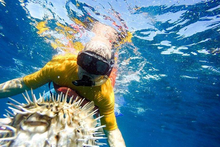 カボ・サンルーカスでのシュノーケルツアーとグラスボトムボート