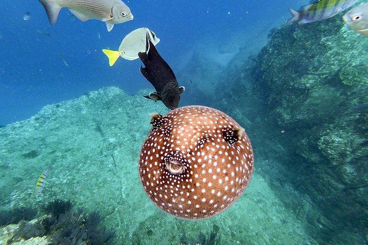 カボ・サンルーカスでのシュノーケルツアーとグラスボトムボート