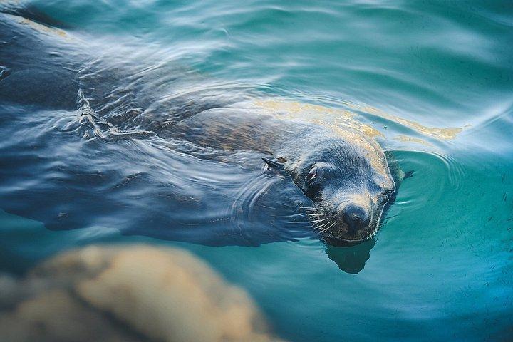 カボ・サンルーカスでのシュノーケルツアーとグラスボトムボート