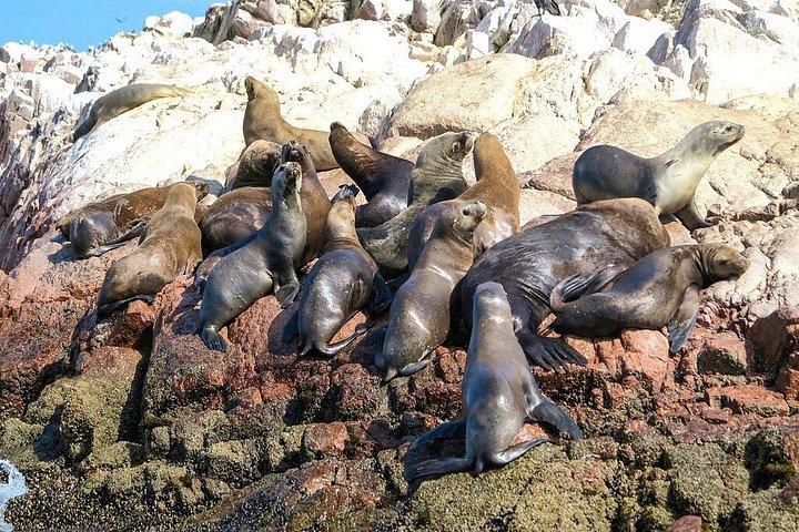 リマ発パラカス島とワカチナ島 – バジェスタス諸島とサンドボーディング