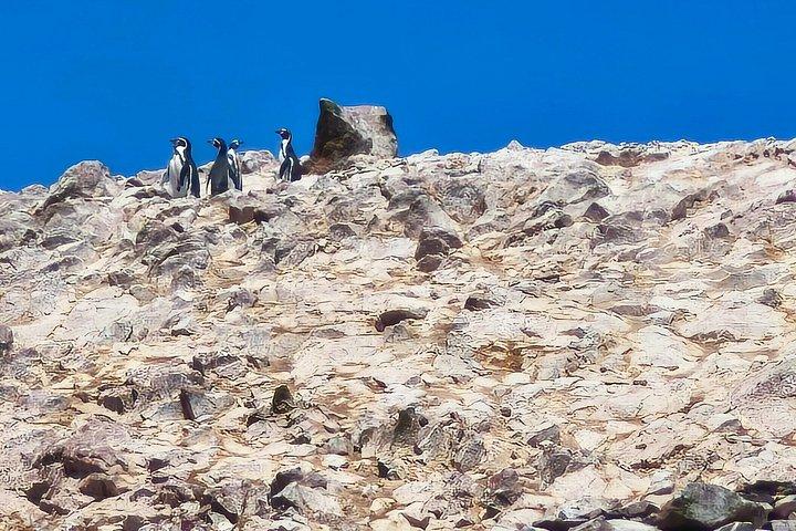 リマ発パラカス島とワカチナ島 – バジェスタス諸島とサンドボーディング