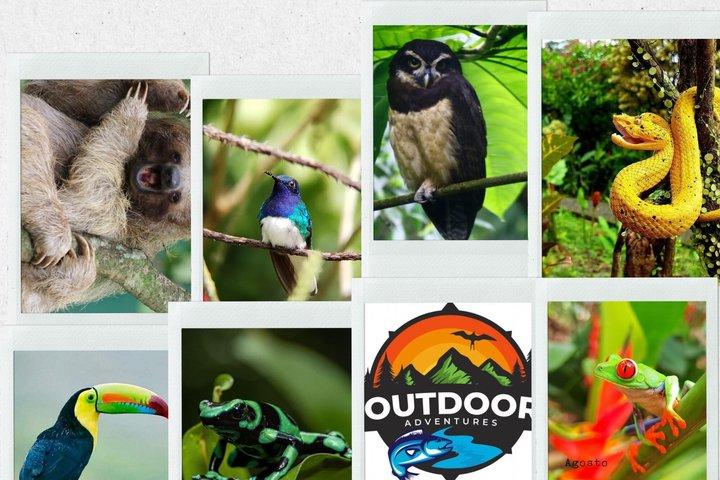 Private Magic Rainforest Blue River, Wildlife & Wasserfälle Tour