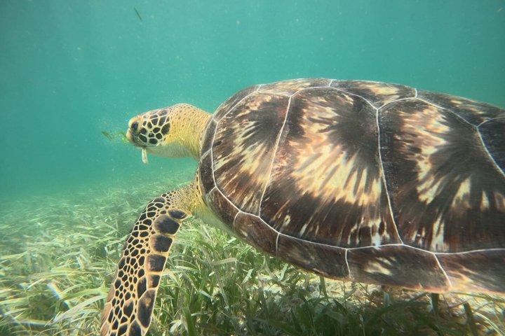 シュノーケル・コスタ・マヤ礁