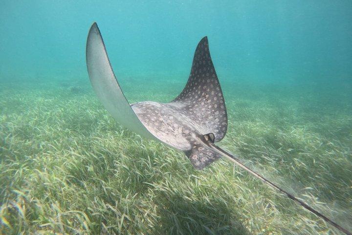 シュノーケル・コスタ・マヤ礁