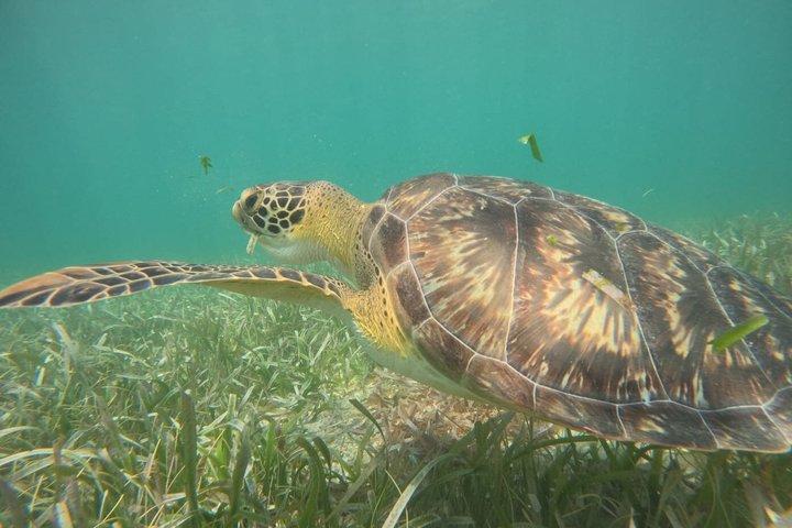 Snorkel Costa Maya Reef