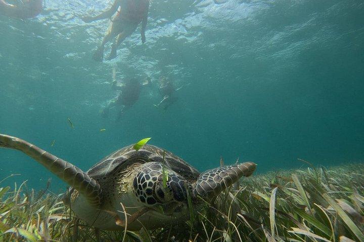 Snorkel Costa Maya Reef