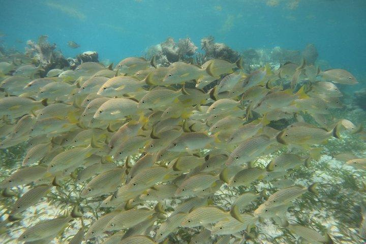 Snorkel Costa Maya Reef