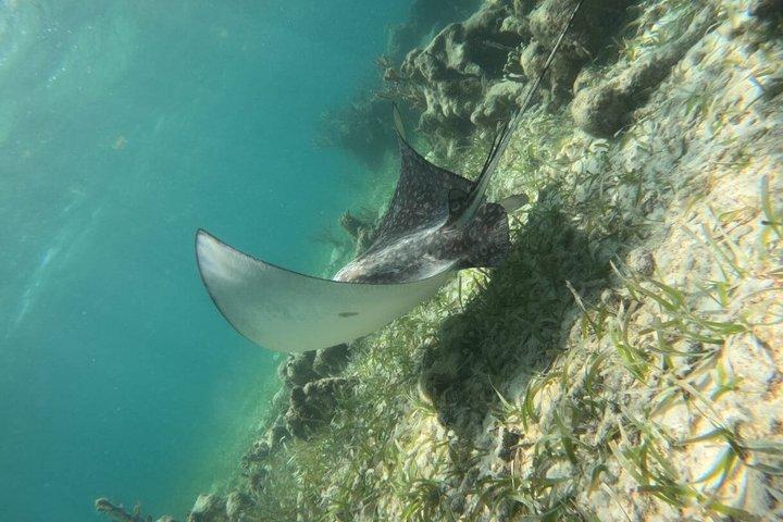 シュノーケル・コスタ・マヤ礁