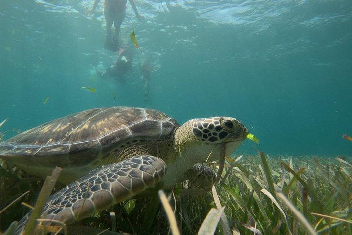 シュノーケル・コスタ・マヤ礁