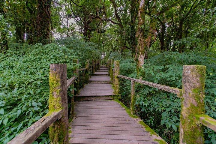チェンマイ発ドイインタノン滝田んぼツアー