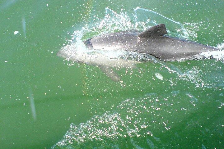 Delfin- und Robbenkatamaranfahrt