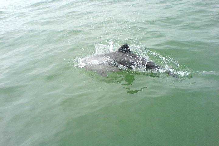 Delfin- und Robbenkatamaranfahrt