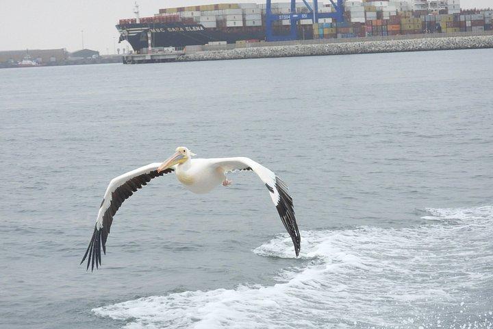 Delfin- und Robbenkatamaranfahrt