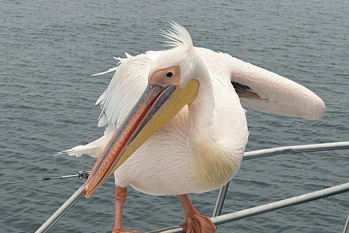 Delfin- und Robbenkatamaranfahrt