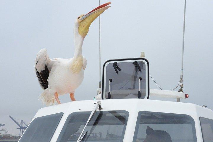 Delfin- und Robbenkatamaranfahrt
