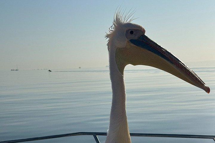 Delfin- und Robbenkatamaranfahrt