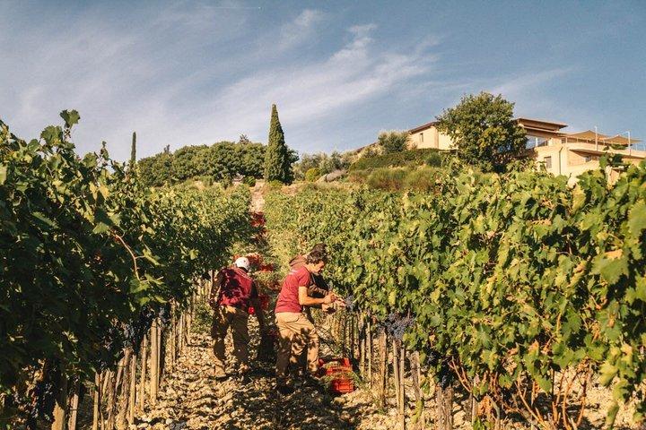 Private Brunello Uncorked : トスカーナの象徴的な赤を発見