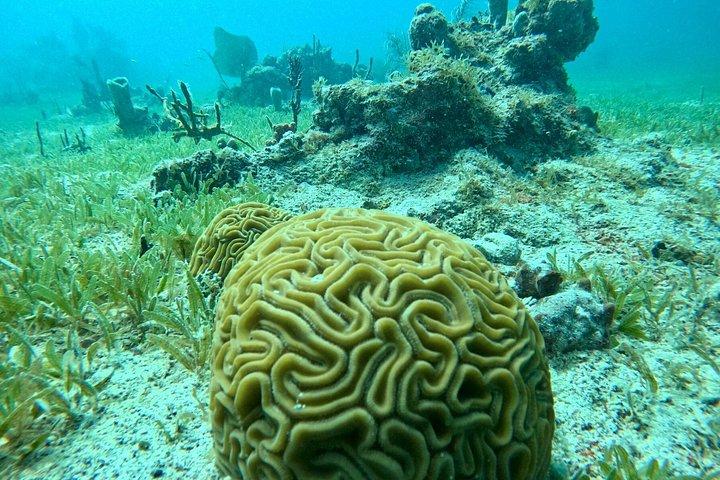 Discover Scuba Diving in San Juan: Perfect for First-Time Divers