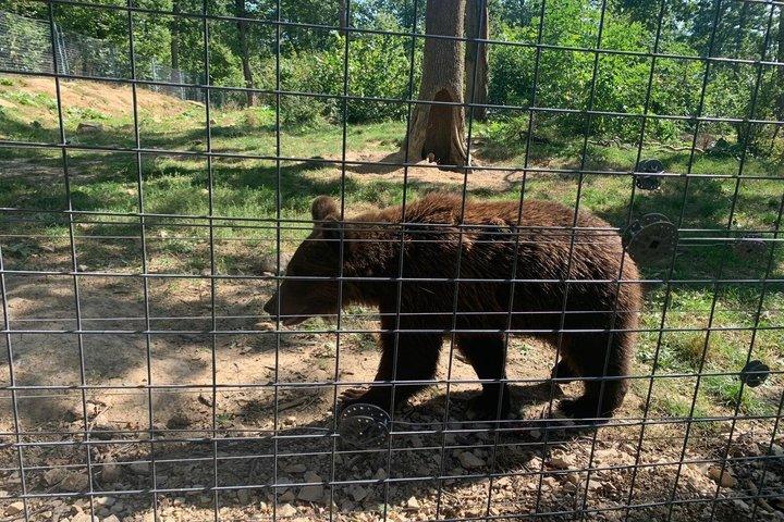 ブカレスト : ヒグマの聖地＆ブランドラキュラ城日帰り旅行