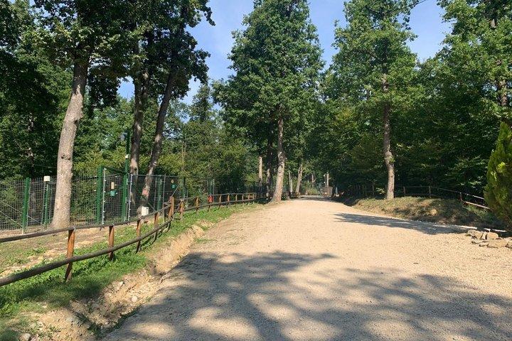 ブカレスト : ヒグマの聖地＆ブランドラキュラ城日帰り旅行