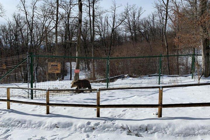 ブカレスト : ヒグマの聖地＆ブランドラキュラ城日帰り旅行