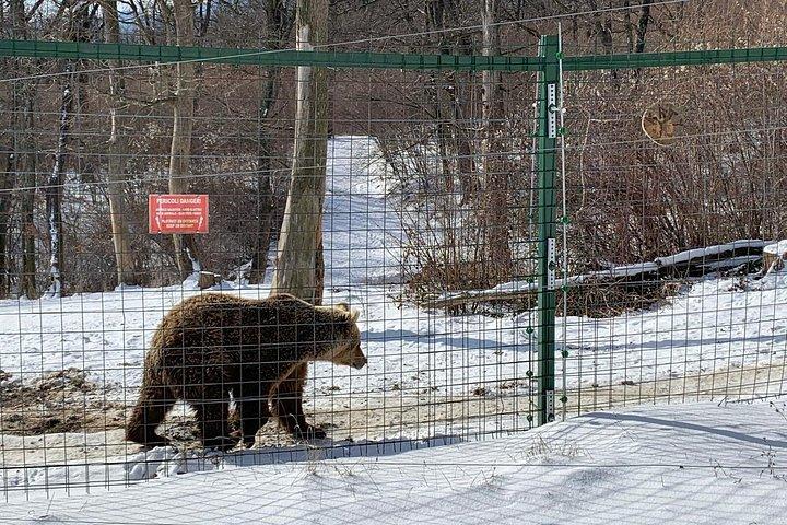 ブカレスト : ヒグマの聖地＆ブランドラキュラ城日帰り旅行