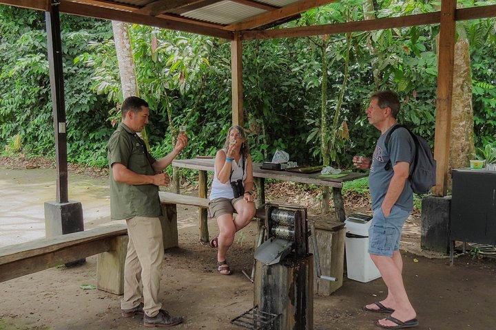 Sloths Observation and Coffee, Chocolate, Sugarcane Experience