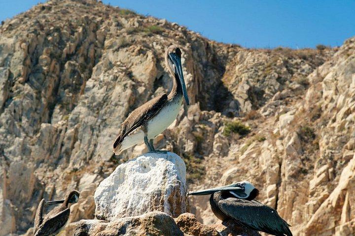 カボ サン ルーカスでのホエール ウォッチング : 観光クルーズとショッピング